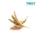 Barley